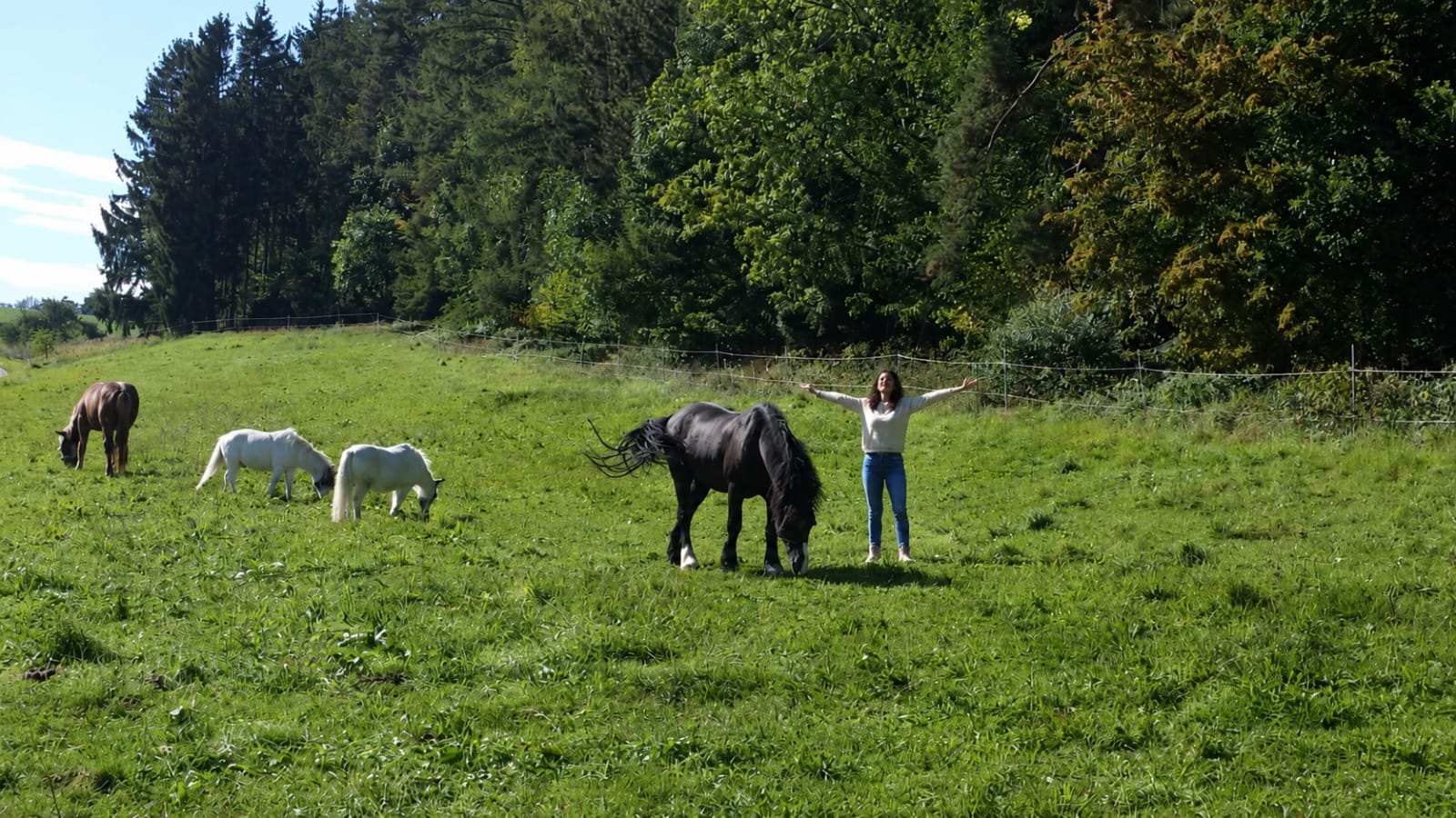 Equestrian/Animal Connection